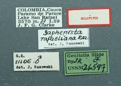 Saphenista rafaeliana by the Smithsonian. Used under a CC0 license.