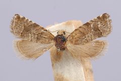 Satronia tantilla by the Smithsonian. Used under a CC0 license.