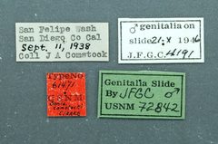 Sonia comstocki by the Smithsonian. Used under a CC0 license.