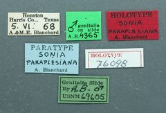 Sonia paraplesiana by the Smithsonian. Used under a CC0 license.