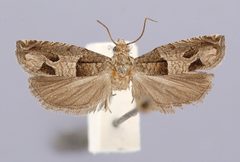 Sonia paraplesiana by the Smithsonian. Used under a CC0 license.