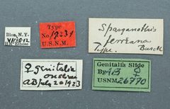 Sparganothis ferreana by the Smithsonian. Used under a CC0 license.