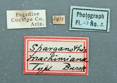 Sparganothis machimiana by the Smithsonian. Used under a CC0 license.