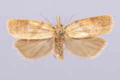 Sparganothis umbrana by the Smithsonian. Used under a CC0 license.