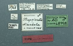 Strepsicrates discobola by the Smithsonian. Used under a CC0 license.