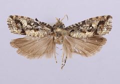 Strepsicrates discobola by the Smithsonian. Used under a CC0 license.
