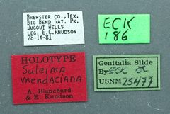 Suleima mendaciana by the Smithsonian. Used under a CC0 license.