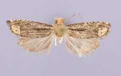 Suleima mendaciana by the Smithsonian. Used under a CC0 license.