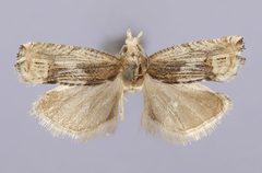Suleima skinnerana by the Smithsonian. Used under a CC0 license.