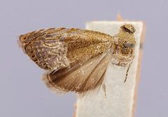 Talponia batesi by the Smithsonian. Used under a CC0 license.