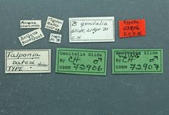 Talponia batesi by the Smithsonian. Used under a CC0 license.