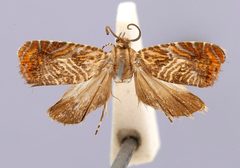 Thaumatographa mesostigmatias by the Smithsonian. Used under a CC0 license.