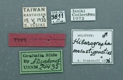 Thaumatographa mesostigmatias by the Smithsonian. Used under a CC0 license.