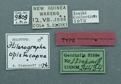 Thaumatographa opistocapna by the Smithsonian. Used under a CC0 license.
