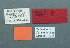 Zeiraphera fulvomixtana by the Smithsonian. Used under a CC0 license.