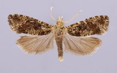 Zeiraphera fulvomixtana by the Smithsonian. Used under a CC0 license.