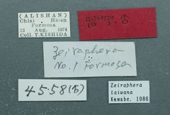 Zeiraphera taiwana by the Smithsonian. Used under a CC0 license.
