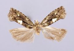 Zeiraphera taiwana by the Smithsonian. Used under a CC0 license.