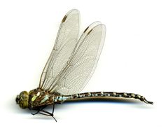 Aeshna canadensis by the Smithsonian. Used under a CC0 license.