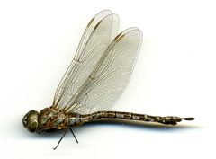 Aeshna canadensis by the Smithsonian. Used under a CC0 license.