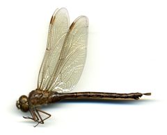 Aeshna clepsydra by the Smithsonian. Used under a CC0 license.