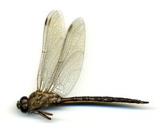 Aeshna clepsydra by the Smithsonian. Used under a CC0 license.