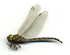 Aeshna constricta by the Smithsonian. Used under a CC0 license.