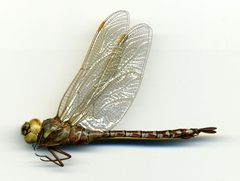 Aeshna constricta by the Smithsonian. Used under a CC0 license.