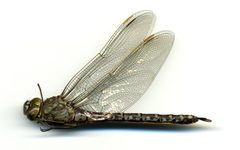 Aeshna eremita by the Smithsonian. Used under a CC0 license.
