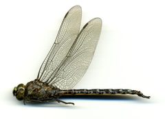 Aeshna eremita by the Smithsonian. Used under a CC0 license.