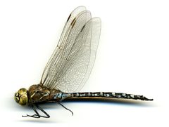 Aeshna interrupta lineata by the Smithsonian. Used under a CC0 license.