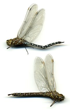 Aeshna interrupta interna by the Smithsonian. Used under a CC0 license.