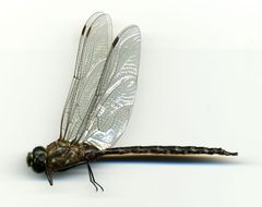 Aeshna interrupta by the Smithsonian. Used under a CC0 license.