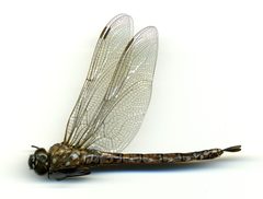 Aeshna interrupta by the Smithsonian. Used under a CC0 license.