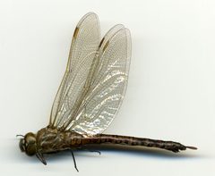 Aeshna interrupta lineata by the Smithsonian. Used under a CC0 license.