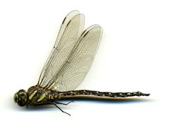 Aeshna juncea by the Smithsonian. Used under a CC0 license.