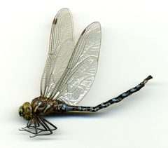 Aeshna palmata by the Smithsonian. Used under a CC0 license.