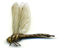 Aeshna palmata by the Smithsonian. Used under a CC0 license.
