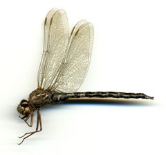 Aeshna septentrionalis by the Smithsonian. Used under a CC0 license.