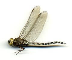 Aeshna sitchensis by the Smithsonian. Used under a CC0 license.