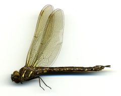 Aeshna umbrosa by the Smithsonian. Used under a CC0 license.