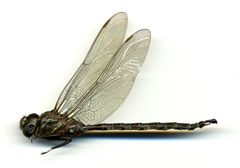 Aeshna umbrosa by the Smithsonian. Used under a CC0 license.