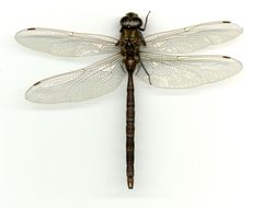 Aeshna umbrosa occidentalis by the Smithsonian. Used under a CC0 license.