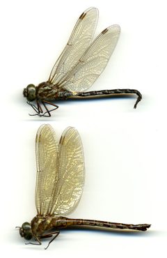 Aeshna verticalis by the Smithsonian. Used under a CC0 license.