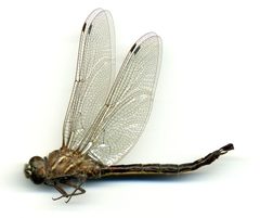 Aeshna walkeri by the Smithsonian. Used under a CC0 license.