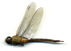Anax amazili by the Smithsonian. Used under a CC0 license.