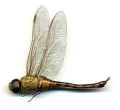 Anax amazili by the Smithsonian. Used under a CC0 license.