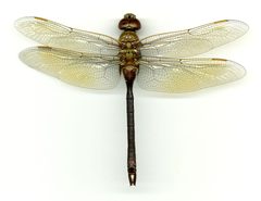 Anax junius by the Smithsonian. Used under a CC0 license.