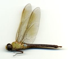 Anax junius by the Smithsonian. Used under a CC0 license.