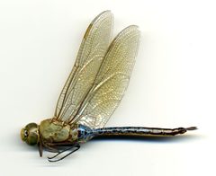 Anax junius by the Smithsonian. Used under a CC0 license.